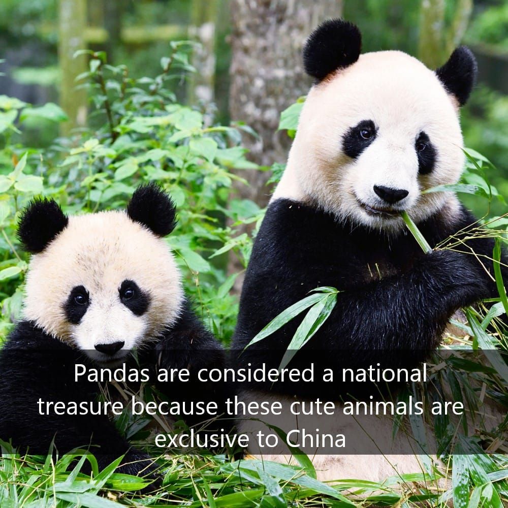 Pandas Are National Treasures