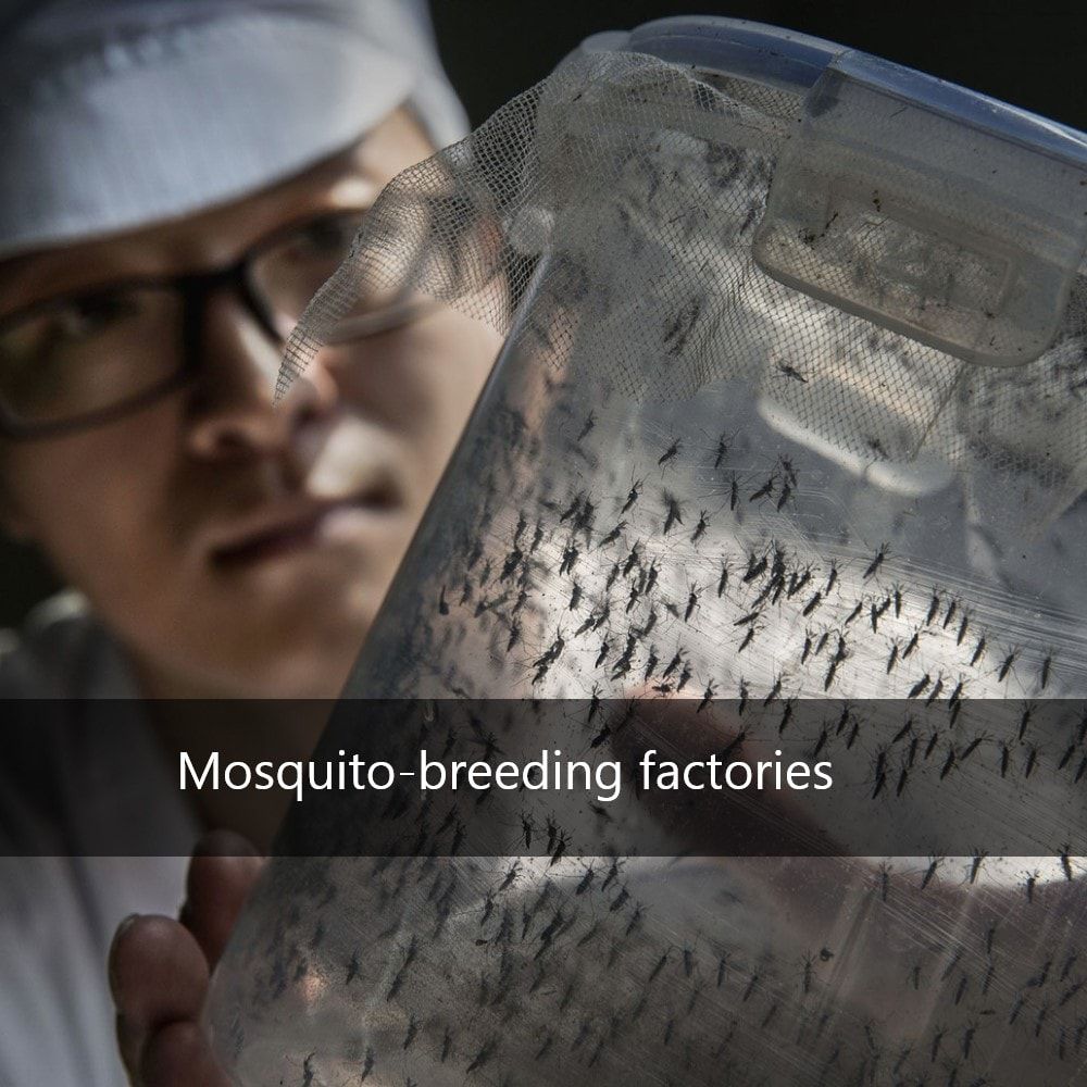 Mosquito-Breeding Factories
