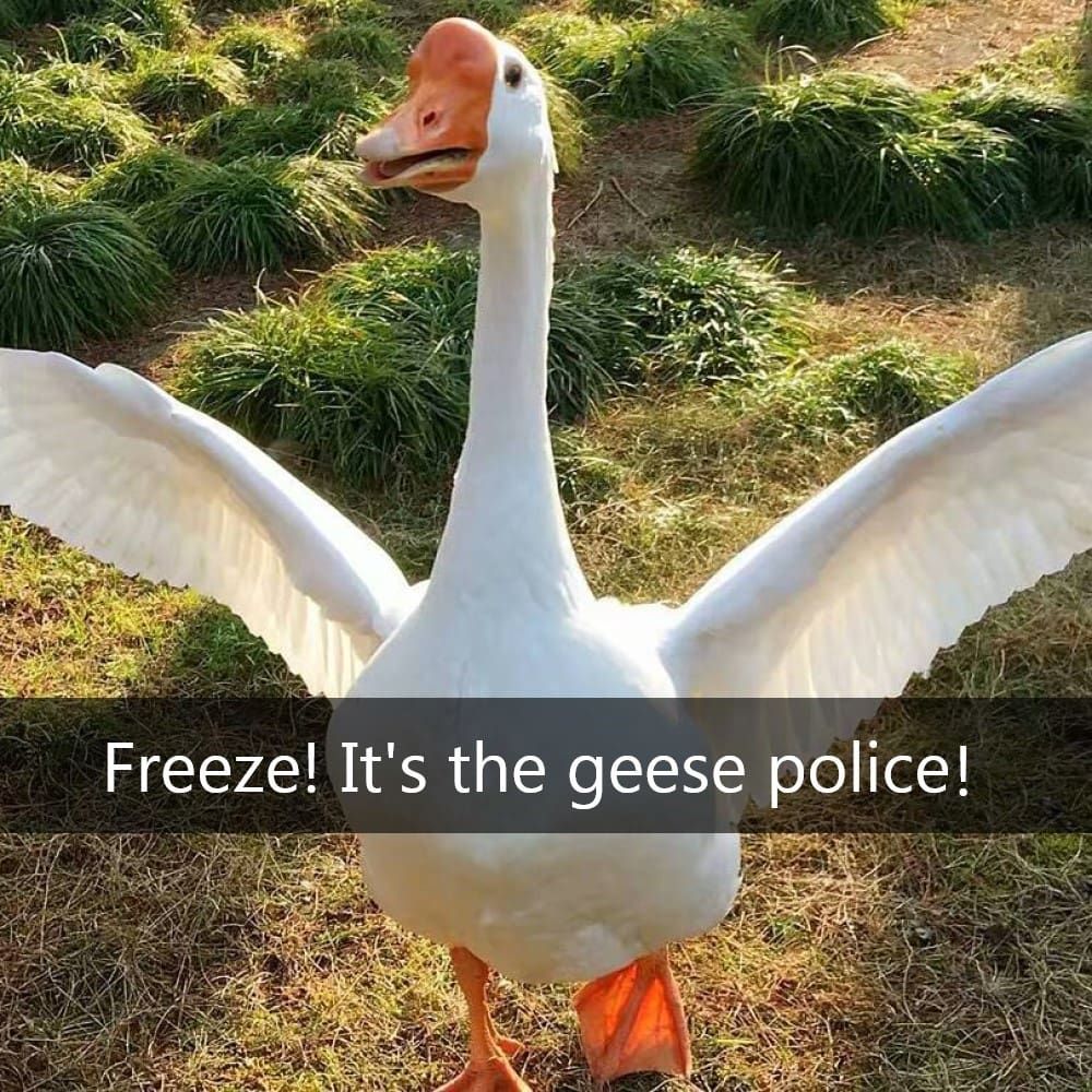 Fear the Goose