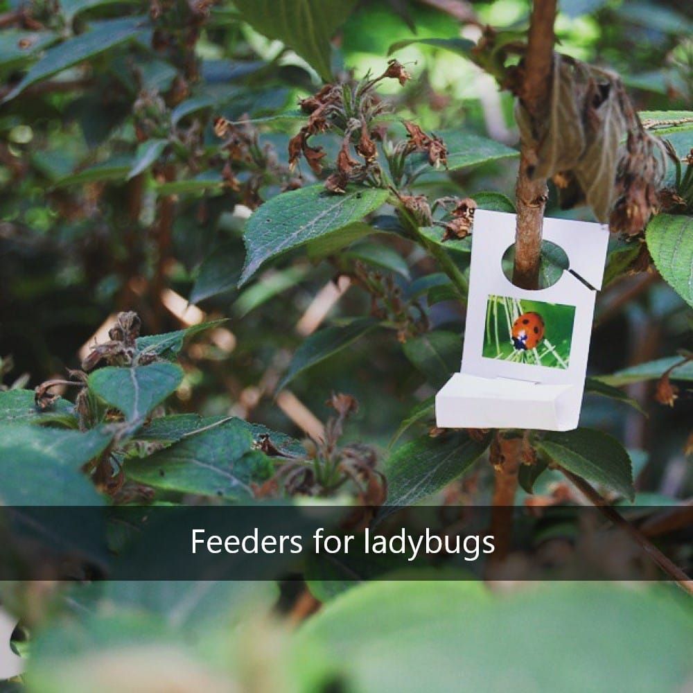 Ladybug Feeders Everywhere